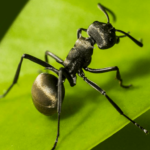Planet Ant Mod Apk